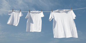 Chương trình Cotton/ bông