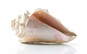 Độ ồn